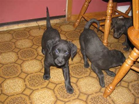 Great to have you here! Chesapeake Bay Retriever and Golden Retriever Mix puppy - 9 weeks old for Sale in Saint Joseph ...