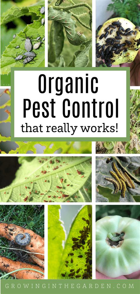 Organic Pest Control That Really Works Organic Pest Control Organic Gardening Pest Control