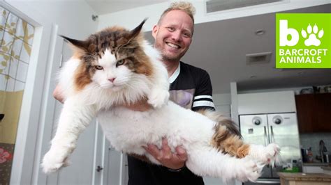 4ft long samson is new york s biggest cat teaser youtube