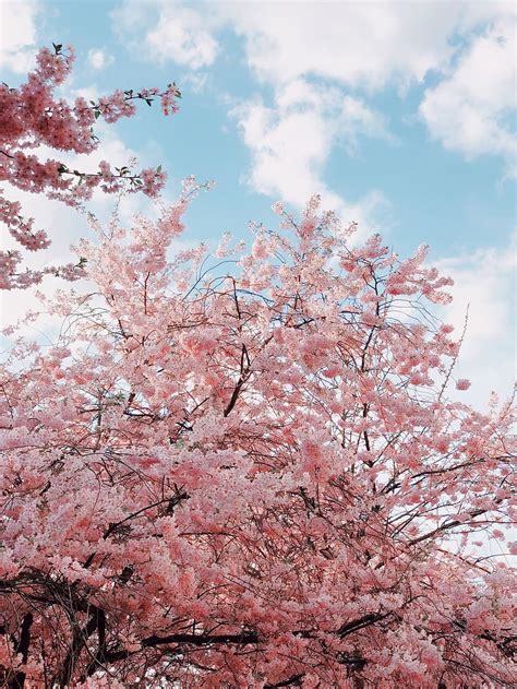 Cherry Blossom Tree Wallpaper For Laptop Cherry Trees Spring Bloom