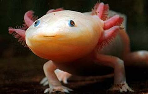 The Most Adorable Endangered Creature The Mexican Walking Fish