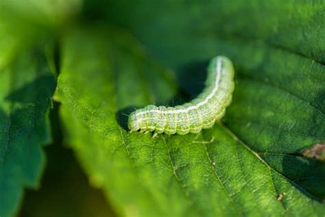 19 Common Garden Pests How To Get Rid Of Them 2022