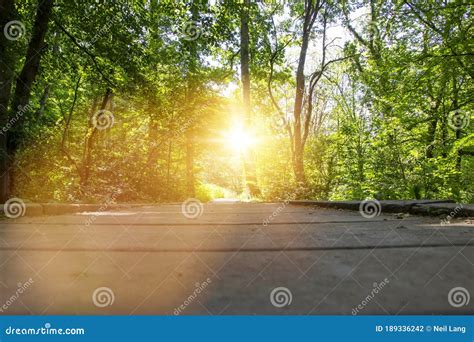 Sun Shining Through Trees In Forest With Wooden Path Stock Photo
