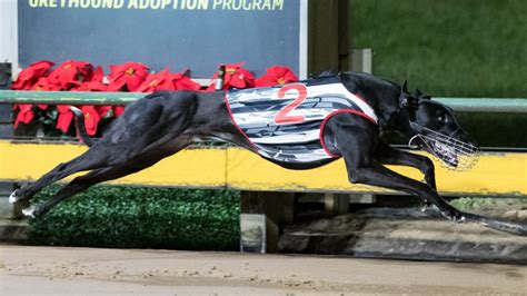 Money And Power Produces First City Win Sandown Greyhound Racing Club