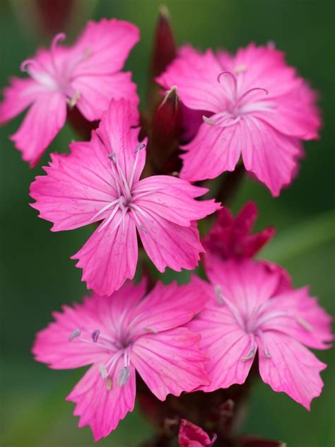 Planta liliácea, de flores grandes y hermosas : Imágenes de flores bonitas que puedes plantar en el jardín