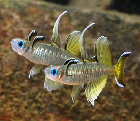 Pseudomugil Signifer Pacific Blue Eye Australia Aquarium Fish