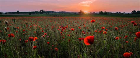 Download Wallpaper 2560x1080 Poppies Field Sunset