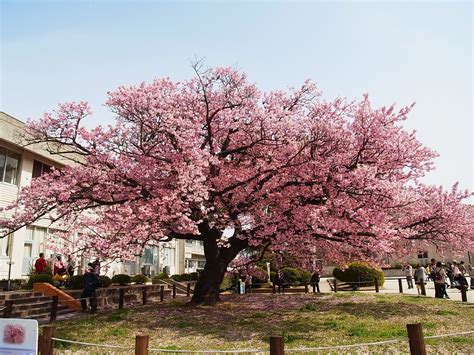 Japanese Cherry Tree Images Japanese Cherry Tree Bodewasude