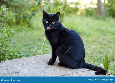 Black Cat With Green Eyes Stock Photo Image Of Mammal 102340486
