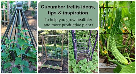 Best Cucumber Trellis Ideas For Your Vining Plants Tips