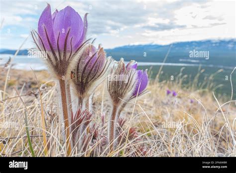 Front On And Side Profile Of Bunch Of Crocus Pasque Purple Flower In