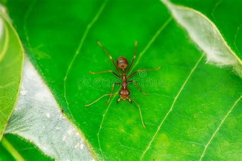 Single Red Ant Stock Photo Image Of Insect Branch 128324984