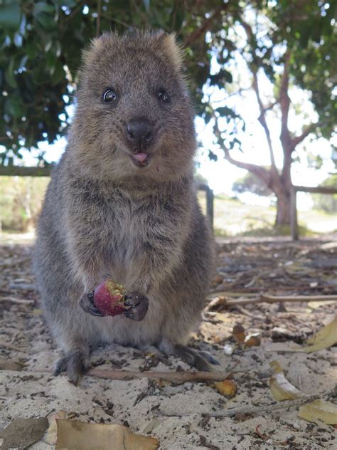 Quokka facts, pictures and information. Meet the quokka, the happiest animal in the world! - Yummypets