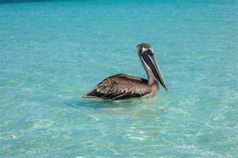 The Pelican Spirit Animal Understanding Pelican Symbolism And Dream