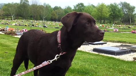 Connecting families with happy, healthy puppies. Chocolate Labrador Puppy crying at the graveyard - YouTube
