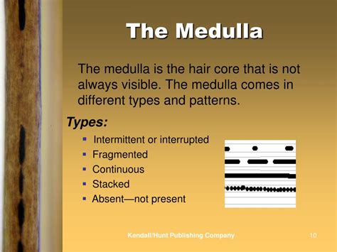 Hair Medulla Patterns Micropedia