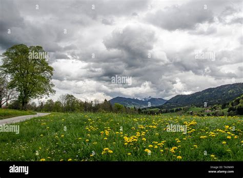 Meadows In Spring In The Alpine Upland Of Bavaria With Dark Rain Clouds