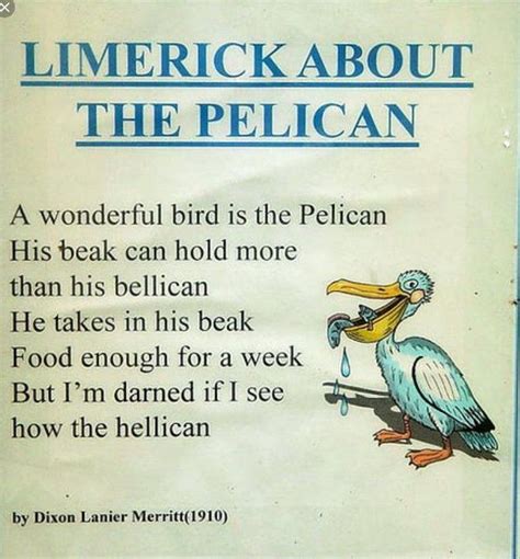 Pin By Mayra Nemeth On Miscellaneous Pelicans Limerick Funny Funny