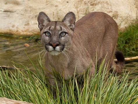 Pumas werden zwischen 60 bis 90 cm groß. Fotos Puma Große Katze Gras ein Tier