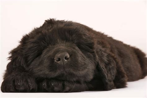 The giant, drooling newfoundland dog grows up to 176 lbs. Newfoundland Dog Breed: Are They a Good Fit For Your ...