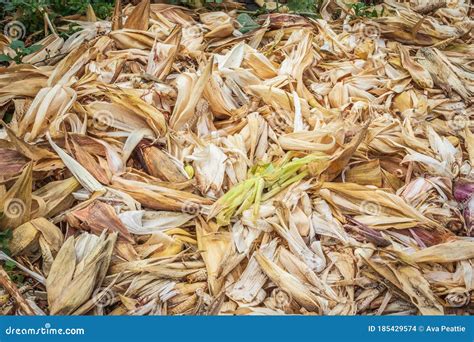 Peeled Leaves Of Maize Zea Mays Plants Harvested And Being Stored