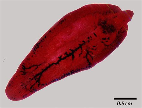 Fasciola Hepatica Liver Fluke Adult Parasitology