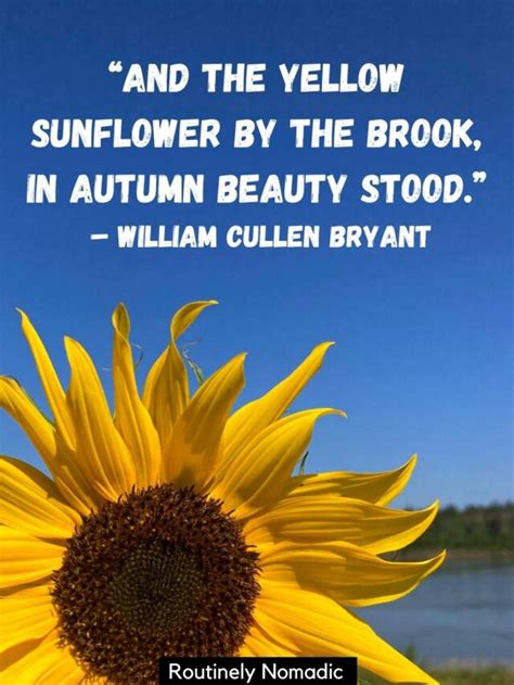 Sunflower Quotes 100 Amazing Sunflower Sayings For 2023 Routinely