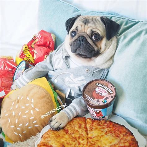 Whats The Best Food For A Pug Puppy Puppies