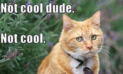 Not Cool Dude Not Cool Cats Know Your Meme