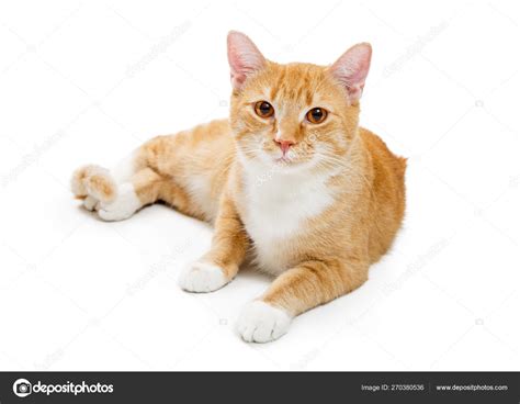 Orange Tabby Young Cat Lying Down Looking Forward Stock Photo By