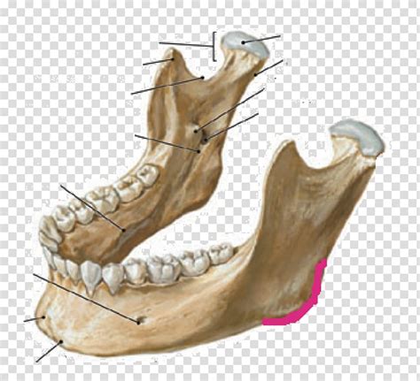 Mandible Anatomy Jaw Skull Infratemporal Fossa Skull Transparent