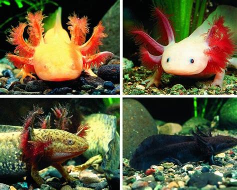 Axolotl A That Is Always Smiling 47 Pics