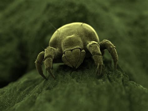 House Dust Mite Pest Control Management And Information
