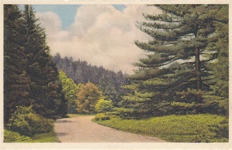 Vintage Post Card Wooded Landscape Scene Biltmore Estate North Carolina