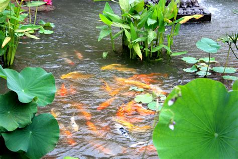 Fish Pond Free Stock Photo Public Domain Pictures