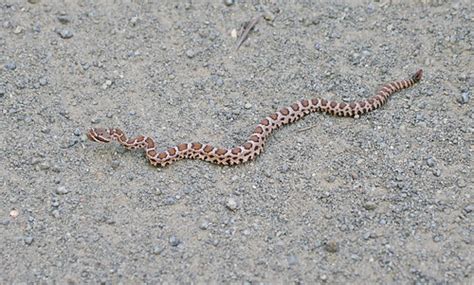 Baby Rattlesnake So Cute A Baby Rattlesnake Crotalus Ce Flickr