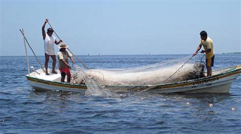 Pesca En Yucatán Deja Derrama Anual De Mil 367 Mdp La