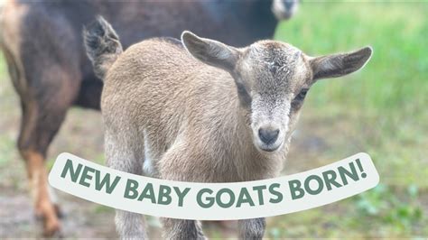 New Baby Goats Born Youtube