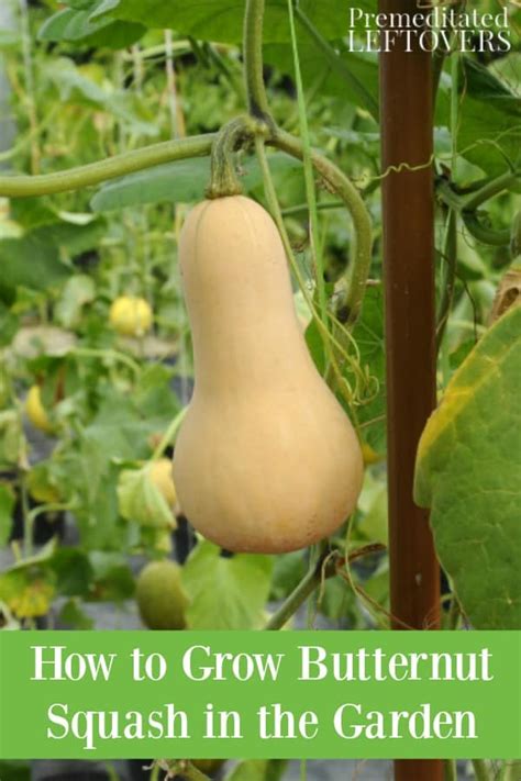 How To Grow Butternut Squash From Seed To Harvest