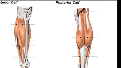 From middle english muscle, muscule, muskylle, and in part from middle french muscle, from latin mūsculus (a muscle, literally little mouse) because of the mouselike appearance of some muscles, from mūs (mouse). Anatomy of The Calf Muscles,brevis, extensor digitorum ...