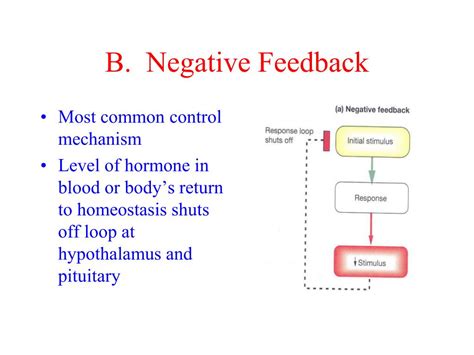 Ppt Hormones And Feedback Mechanisms Powerpoint Presentation Free