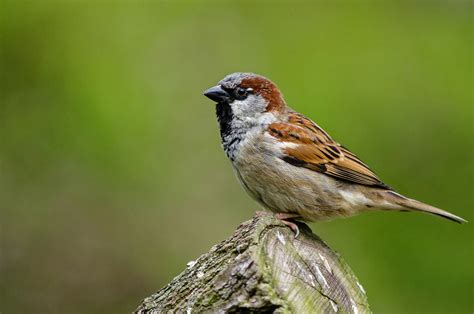 House Sparrow Bubo Birding