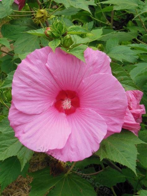 Photo Of The Bloom Of Hybrid Hardy Hibiscus Hibiscus Pink Clouds