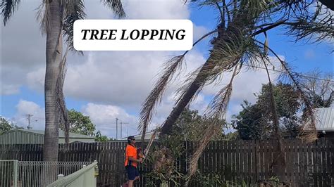Tree Lopping Palm Trees Removal Life In Australia YouTube