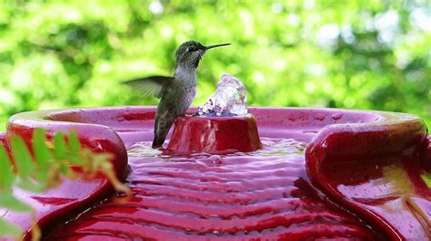 Hummingbird Taking A Bath In A Red Fountain Stock Video