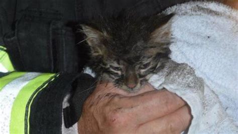 Kitten Rescued After House Fire