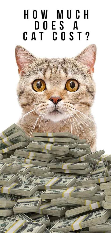 How much does a kitten cost? How Much Does A Cat Cost: The Price of Buying and Keeping ...
