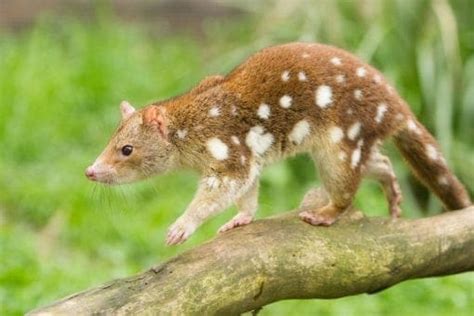 Spotted Tailed Quoll Australian Wildlife Society