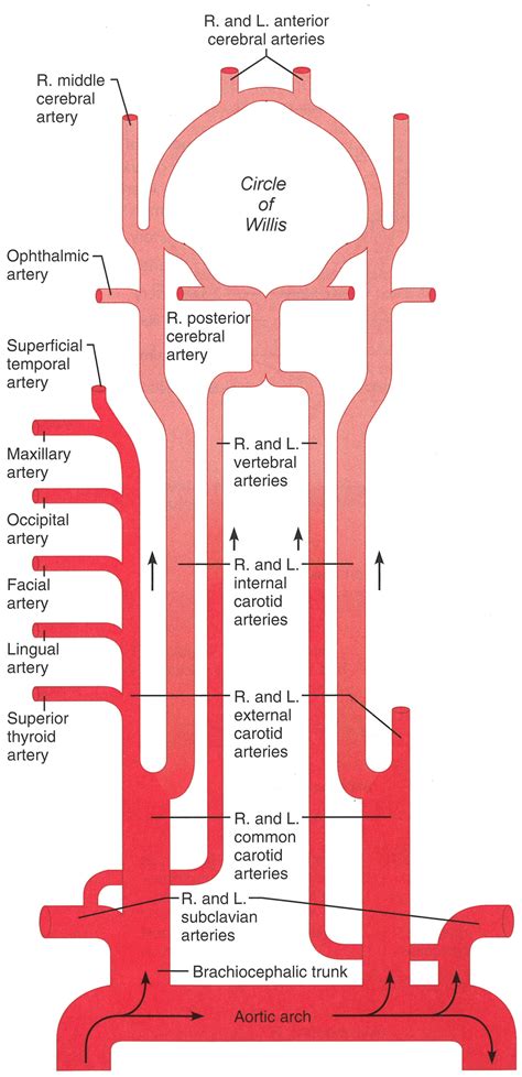 Damage to these arteries pos. 32 Arteries Of The Head And Neck Diagram - Wiring Diagram ...