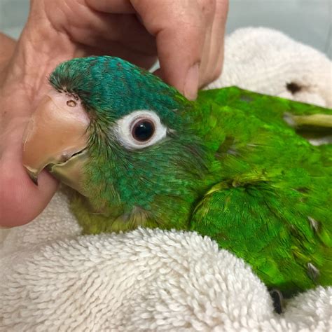 Blue Crown Conure 171654 For Sale In East Of Dallas Off